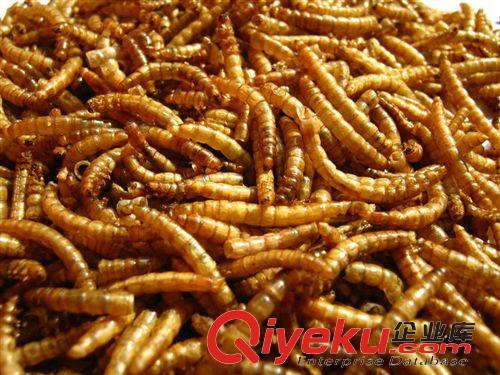 蟲干類 供應(yīng)出口級/面包蟲干/黃粉蟲干21/斤/魚/倉鼠/鳥/蛙飼料7公斤一件原始圖片2