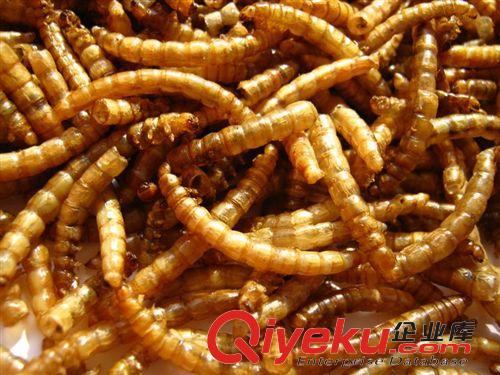蟲干類 供應(yīng)出口級/面包蟲干/黃粉蟲干21/斤/魚/倉鼠/鳥/蛙飼料7公斤一件原始圖片3