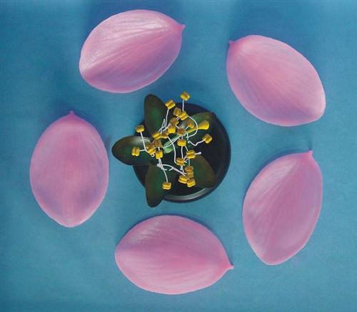 幼兒科學(xué)實驗 實驗用品 器材學(xué)具教學(xué)儀器大全 桃花模型兒童科學(xué)實驗室儀器設(shè)備原始圖片2