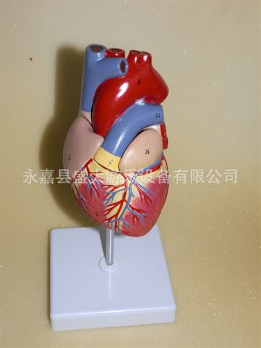 幼兒科學實驗 兒童實驗放大心臟模型 心臟解剖模型 心臟標本模型 醫學 教學模型