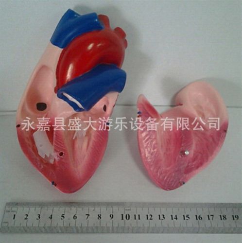 幼兒科學實驗 兒童實驗放大心臟模型 心臟解剖模型 心臟標本模型 醫學 教學模型原始圖片3