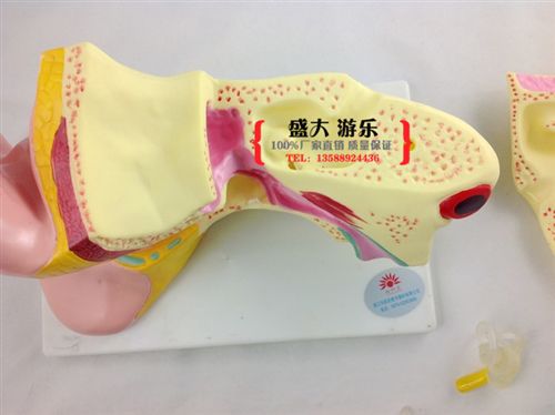 幼兒科學(xué)實(shí)驗(yàn) 耳解剖模型進(jìn)口模型耳朵解剖人體模型耳解剖放大模型耳朵模型實(shí)拍原始圖片2