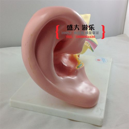 幼兒科學(xué)實(shí)驗(yàn) 耳解剖模型進(jìn)口模型耳朵解剖人體模型耳解剖放大模型耳朵模型實(shí)拍原始圖片3