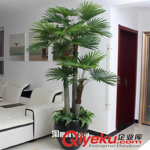 新品上市 大量批發(fā)仿真植物 假花假樹 商城擺放 tj批發(fā) 2.3米三桿扇葵樹原始圖片2