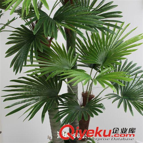 新品上市 大量批發(fā)仿真植物 假花假樹 商城擺放 tj批發(fā) 2.3米三桿扇葵樹原始圖片3