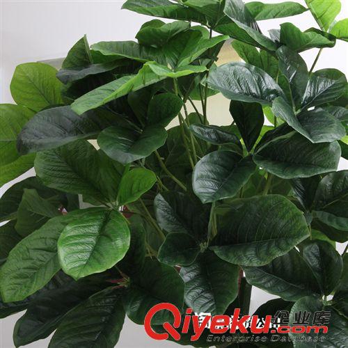 新品上市 新品tj批發(fā)仿真植物 仿真盆景 塑料 過(guò)膠葉 2.1米新古龍福星樹(shù)原始圖片2