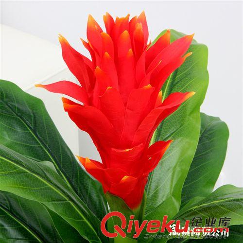 最熱銷仿真植物 tjgf真花 盆栽植物客廳假花裝飾批發(fā) 70CM仿真大號鴻運當(dāng)頭花原始圖片2