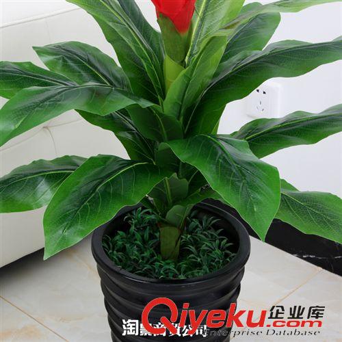 最熱銷仿真植物 tjgf真花 盆栽植物客廳假花裝飾批發(fā) 70CM仿真大號鴻運當(dāng)頭花原始圖片3