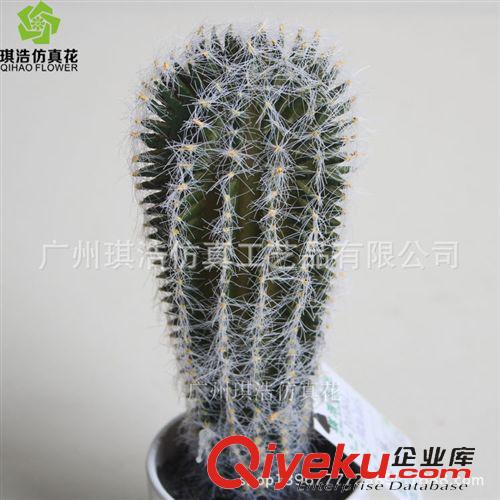 樹  小植物  掛藤 供應新品綠植 優質塑膠小植物十二棱 花卉盆栽 室內小景物批發