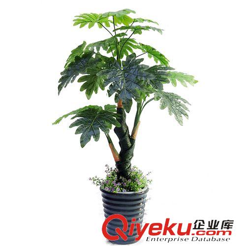 仿真植物 廠家直銷  滴水觀音植物 酒店客廳落地仿真植物 家居裝飾仿真樹原始圖片2