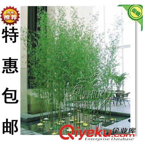 仿真植物 廠家直銷 仿真植物 家居裝飾 仿真盆栽 仿真竹子 毛竹工程竹
