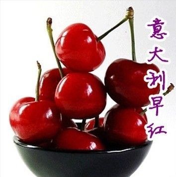 水果苗 水果大紅棗樹苗果樹苗青棗苗 庭院北方盆栽南方種植國光冬棗