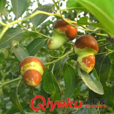 水果苗 水果大紅棗樹苗果樹苗青棗苗 庭院北方盆栽南方種植國光冬棗原始圖片3