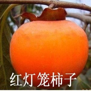 水果苗 批發(fā)地栽果樹(shù)苗 盆栽桃樹(shù)苗 油桃苗 規(guī)格齊全 當(dāng)年結(jié)果