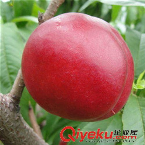 水果苗 批發(fā)地栽果樹(shù)苗 盆栽桃樹(shù)苗 油桃苗 規(guī)格齊全 當(dāng)年結(jié)果原始圖片3