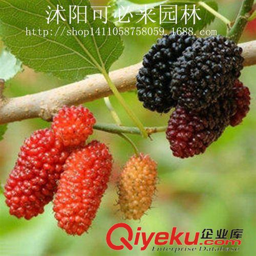 水果苗 直銷板栗苗 產(chǎn)量高 果樹苗 栗子苗 多品種 良種板栗樹苗 掛果多