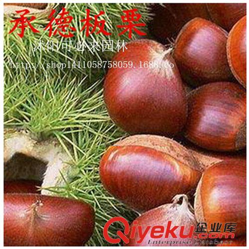 水果苗 直銷板栗苗 產(chǎn)量高 果樹苗 栗子苗 多品種 良種板栗樹苗 掛果多原始圖片2