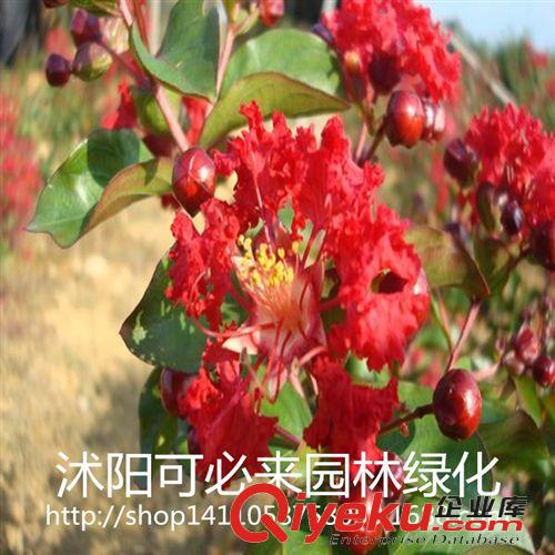 工程綠化 批發(fā)雙色塑料花盆用于盆栽摔不壞花盆塑料花盆規(guī)格齊全廠家直銷
