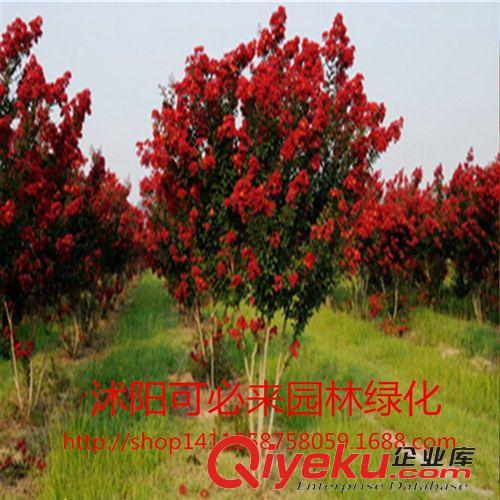 工程綠化 zz速生美國紅花紫薇樹苗紫薇苗紫薇小苗美國紅火箭紫薇花百日紅原始圖片2