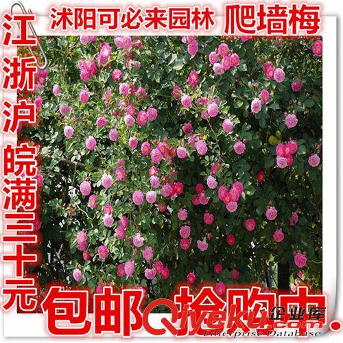 工程綠化 zz速生美國紅花紫薇樹苗紫薇苗紫薇小苗美國紅火箭紫薇花百日紅