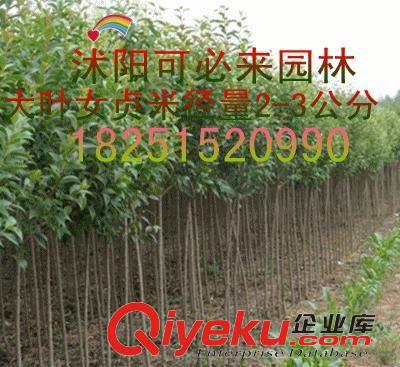 工程綠化 批發(fā)園林綠化苗木 大葉女貞苗 大葉女貞種子 大葉女貞成品樹原始圖片2