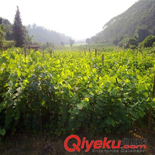 工程綠化 庭院植物/行道樹木紫荊苗批發(fā)綠化類四季易種耐寒室親 請看描述原始圖片3