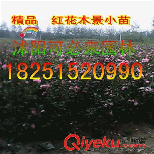 工程綠化 批發木槿小苗木叢生木槿苗獨干木槿苗各種規格齊全歡迎各界人士