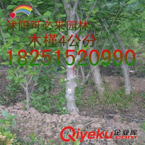 工程綠化 批發木槿小苗木叢生木槿苗獨干木槿苗各種規格齊全歡迎各界人士