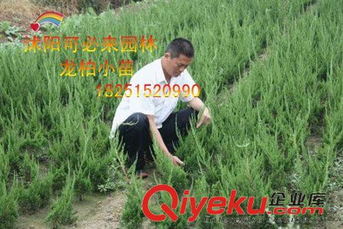 工程綠化 龍柏小苗龍柏嫁接苗 龍柏床苗 龍柏小苗 龍柏成品苗 龍柏球原始圖片2