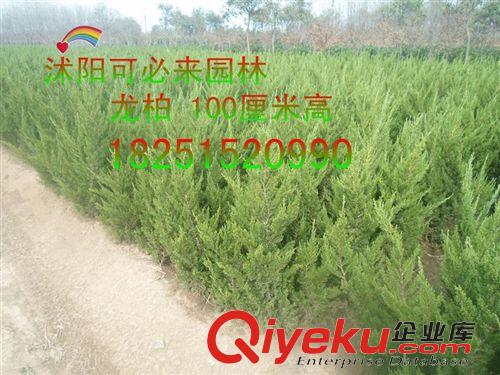 工程綠化 龍柏小苗龍柏嫁接苗 龍柏床苗 龍柏小苗 龍柏成品苗 龍柏球原始圖片3