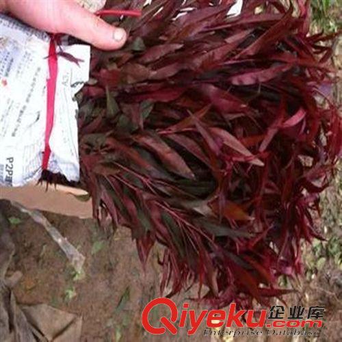 工程綠化 龍柏小苗龍柏嫁接苗 龍柏床苗 龍柏小苗 龍柏成品苗 龍柏球
