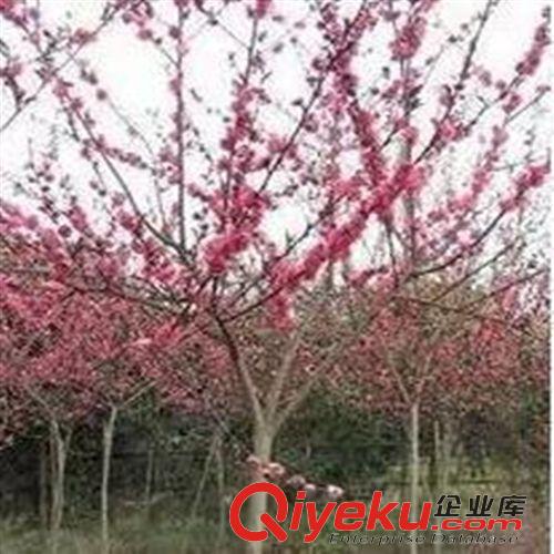 工程綠化 紅葉桃批發紫葉紅花桃紫葉桃紅葉必桃苗紫葉桃小苗批發規格齊全原始圖片2