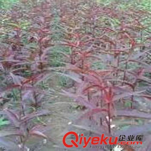 工程綠化 紅葉桃批發紫葉紅花桃紫葉桃紅葉必桃苗紫葉桃小苗批發規格齊全原始圖片3