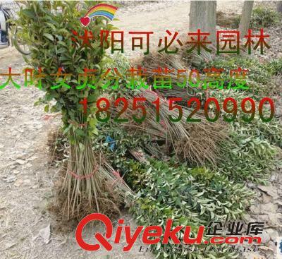 工程綠化 紅葉桃批發紫葉紅花桃紫葉桃紅葉必桃苗紫葉桃小苗批發規格齊全