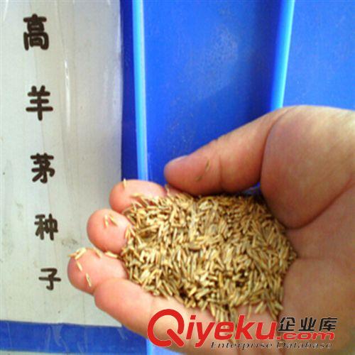 草坪【種】類 直銷草皮種子早熟禾草坪種子馬尼拉草坪黑麥草種子園林綠化