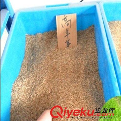 草坪【種】類 【可必來園林】高羊茅草坪高羊茅種子  四季常青 規格齊全原始圖片2