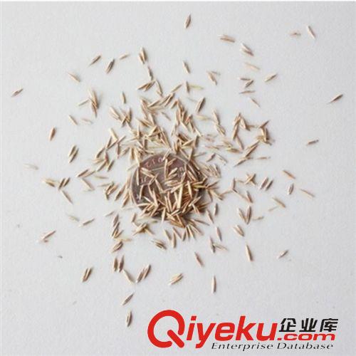 草坪【種】類 【可必來園林】高羊茅草坪高羊茅種子  四季常青 規格齊全原始圖片3