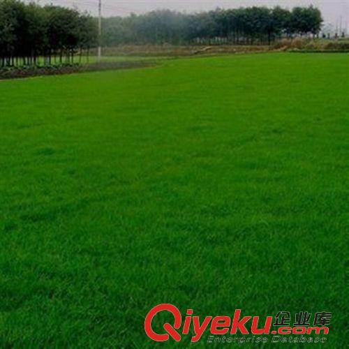 草坪【種】類 直銷草皮種子早熟禾草坪種子馬尼拉草坪黑麥草種子園林綠化原始圖片3