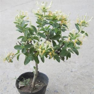 小花草 爬藤花卉植物,攀緣花卉-黃白金銀花樹苗盆景盆栽-四季不掉葉常青