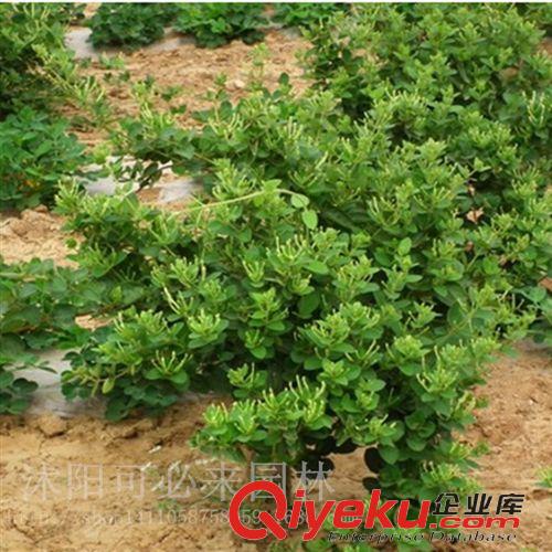 小花草 爬藤花卉植物,攀緣花卉-黃白金銀花樹苗盆景盆栽-四季不掉葉常青原始圖片2