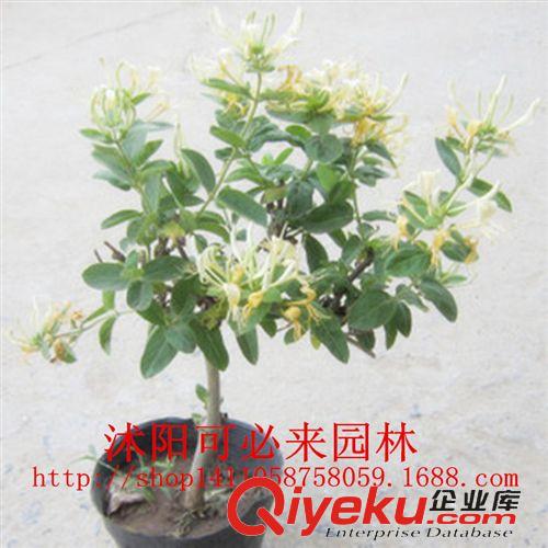 小花草 爬藤花卉植物,攀緣花卉-黃白金銀花樹苗盆景盆栽-四季不掉葉常青原始圖片3
