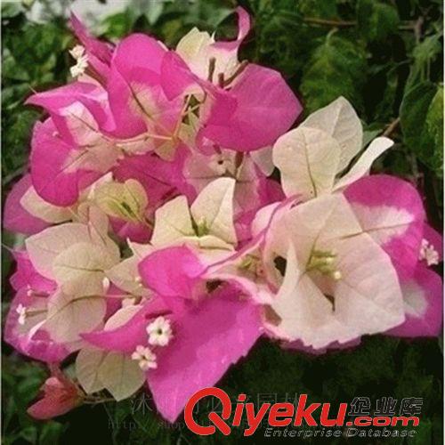 農(nóng)用【花盆】 批發(fā)黑色穴盤 用于種苗穴盤 水果種苗穴盤 菜種穴盤 耐用抗氧化