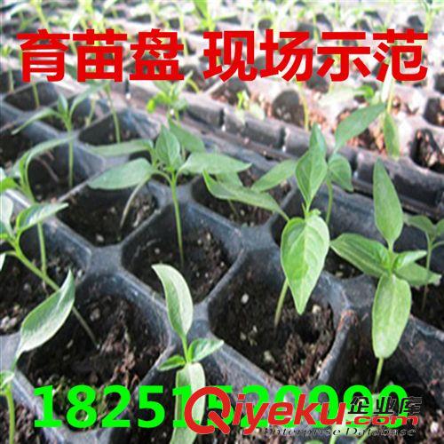 農(nóng)用【花盆】 批發(fā)黑色穴盤 用于種苗穴盤 水果種苗穴盤 菜種穴盤 耐用抗氧化原始圖片2