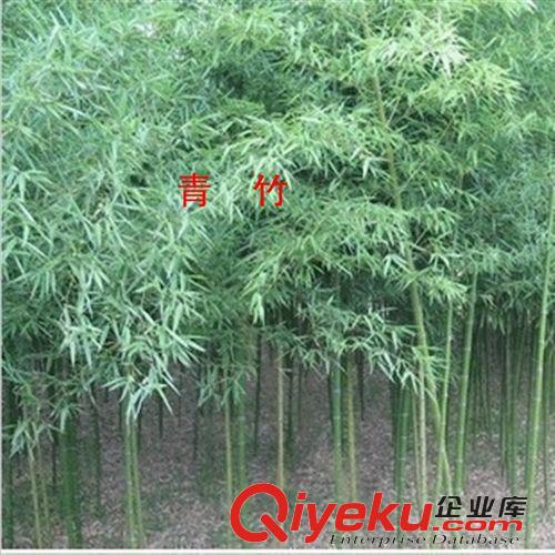 竹子 供應(yīng)竹苗 紫竹苗 青竹苗 金鑲玉竹子 紫竹根 園林綠化