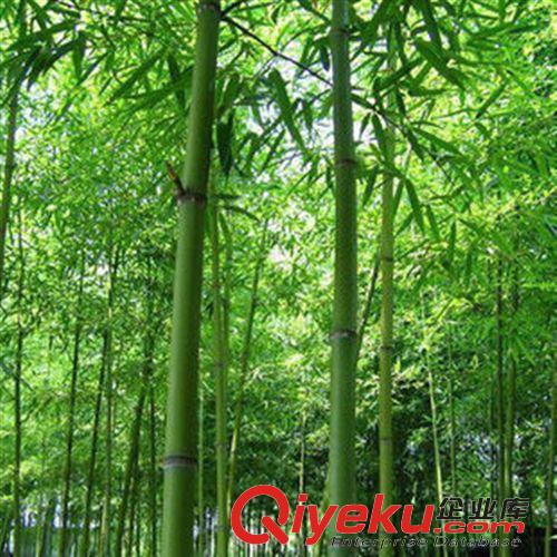 竹子 供應(yīng)竹苗 紫竹苗 青竹苗 金鑲玉竹子 紫竹根 園林綠化原始圖片2