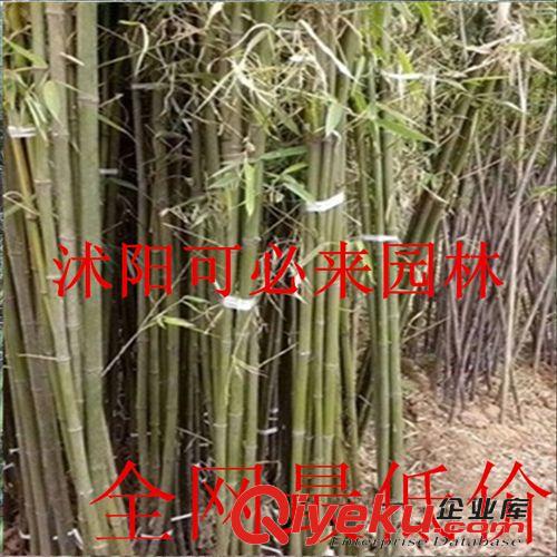 竹子 玉竹竹苗庭院綠化寧可食無肉不可居無竹