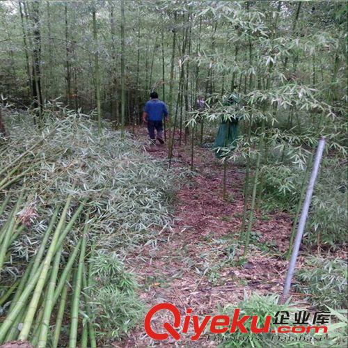 竹子 玉竹竹苗庭院綠化寧可食無肉不可居無竹