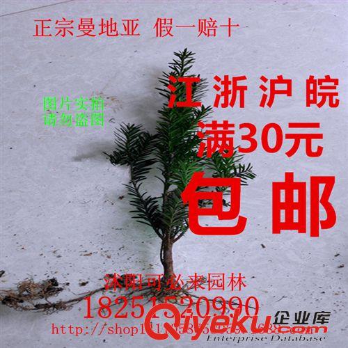 紅豆杉苗 批發(fā)zz曼地亞紅豆杉東北紅豆杉盆景盆栽苗木 要想結(jié)果/一公一母