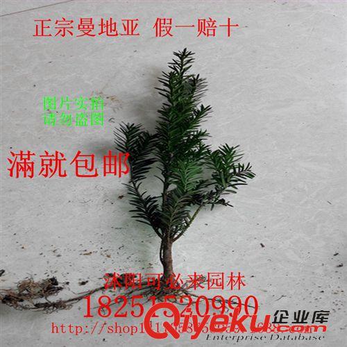 紅豆杉苗 批發zz曼地亞紅豆杉東北紅豆杉盆景盆栽苗木 要想結果/一公一母
