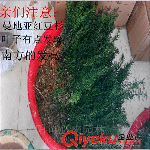 紅豆杉苗 批發zz曼地亞紅豆杉東北紅豆杉盆景盆栽苗木 要想結果/一公一母